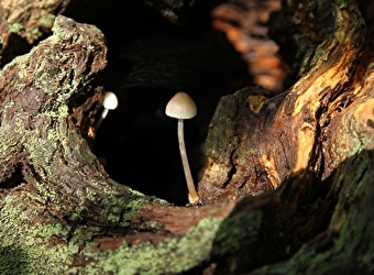 Nature au Coeur - Sorties et animations nature - NOLAY