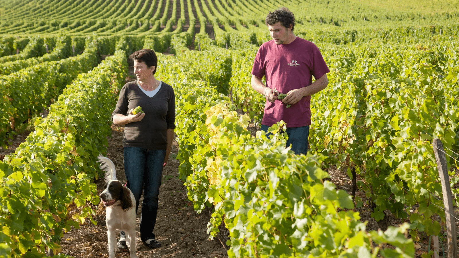 Domaine des Tayaux 