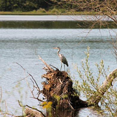 Sentier Nature : Le Héron Cendré