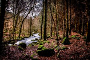 Forêt Morvan Nièvre©Manu Foucherot.jpg